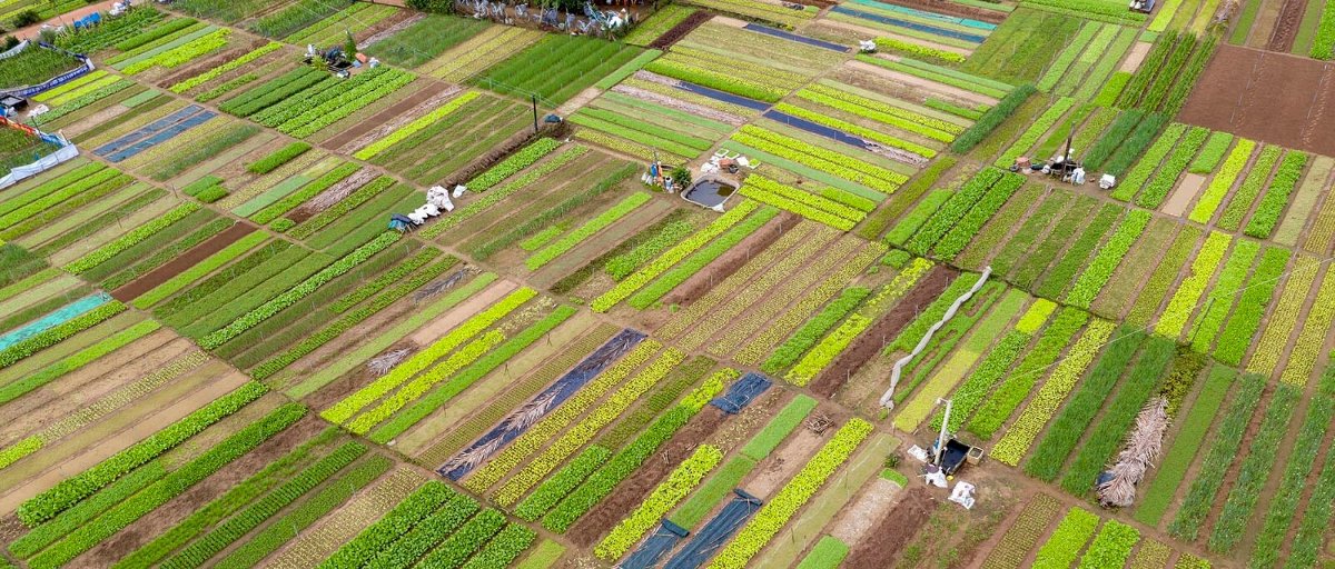  Tra Que Vegetable Village is always chosen by tourists when visiting here