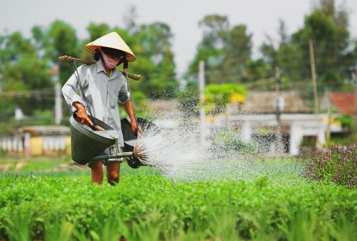 Cánh đồng rau Trà Quế – góc check in Hội An yên bình