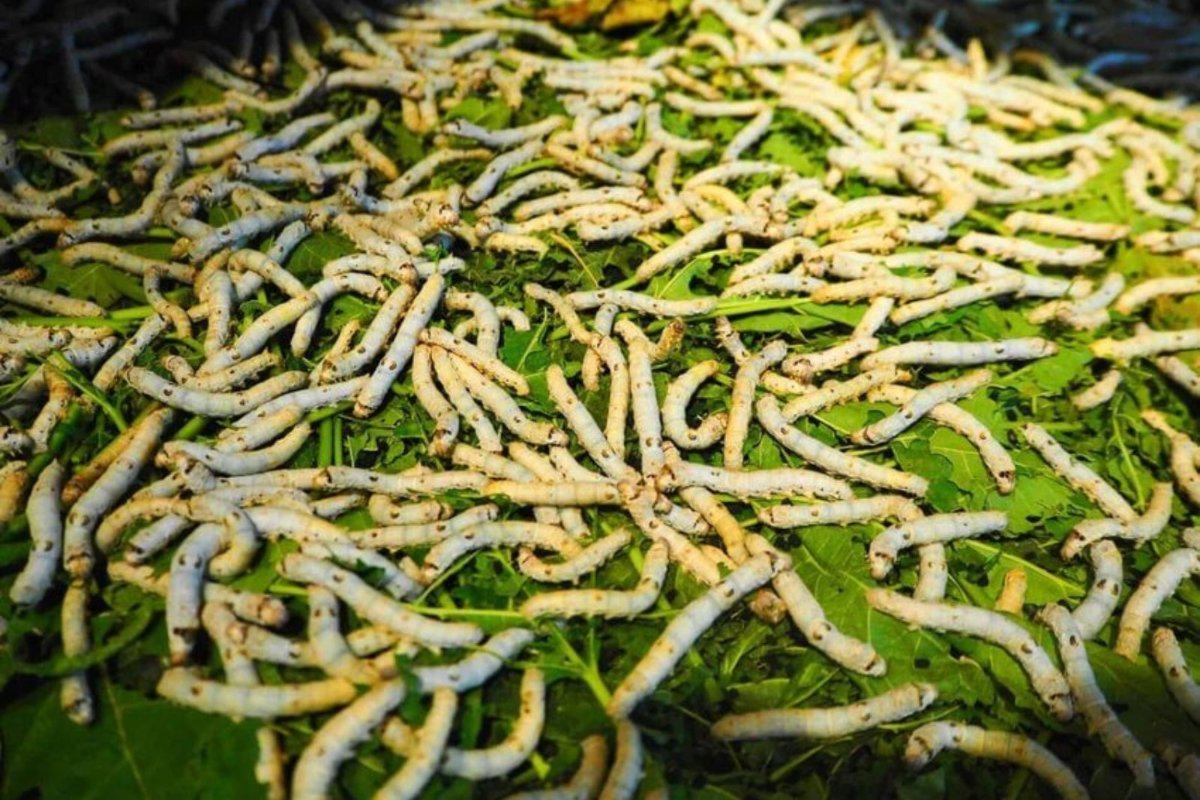 The stage of rearing silkworms with mulberry leaves at the Silk Village