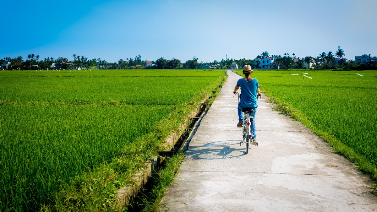 Trải nghiệm đạp xe xuyên qua các cánh đồng lúa tại Hội An